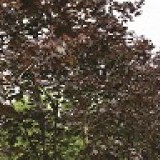 Клен остролистный Acer platanoides 'Royal Red'