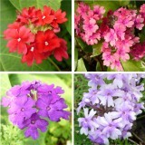 Вербена канадская  Verbena canadensis