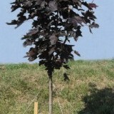 Клен остролистный Acer platanoides 'Crimson King'