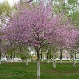 Багрянник европейский Cercis siliquastrum