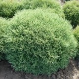 Туя западная Thuja occidentalis Mr. Boulling ball