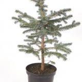 Ель колючая Picea pungens 'Glauca‘