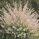 Ива цельнолистная Salix integra 'Hakuro Nishiki'