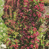 Вейгела гибридная Weigela hybrida 'Bristol Ruby'