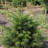 Пихта кавказская  Abies nordmanniana