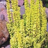 Барбарис Тунберга Berberis thunbergii 'Golden Rocket'