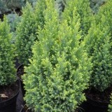 Кипарисовик Лавсона Chamaecyparis Lawsoniana Ellwoods Gold