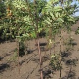 Рябина обыкновенная Sorbus aucuparia