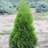 Туя западная Смарагд Thuja occidentalis Smaragd