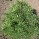 Сосна крымская  Pinus Pallasiana