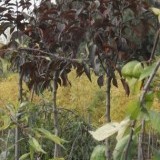 Яблоня гибридная пурпурная Malus hybrida 'Purpurea'