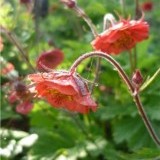 Гравилат Geum