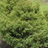 Кипарисовик горохоплодный Chamaecyparis pisifera Gracilis