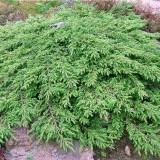 Можжевельник обыкновенный Juniperus communis Repanda