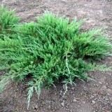 Можжевельник  казацкий  Juniperus  sabina Glauca