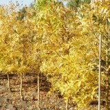 Ясень обыкновенный Fraxinus excelsior 'Lutea'