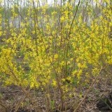 Форзиция средняя  Forsythia intermedia