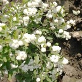 Снежноягодник белый  Symphoricarpos albus