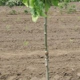 Ясень обыкновенный Fraxinus excelsior 'Pendula'