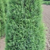 Можжевельник  обыкновенный Juniperus  communis Hibernica