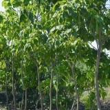 Катальпа бигнониевидная Catalpa bignonioides