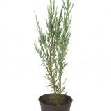 Можжевельник скальный Juniperus scopulorum 'Skyrocket'