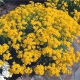 Алиссум скальный Alyssum saxatile