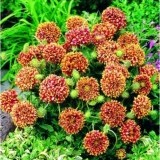 Гайллардия  Gaillardia pulchella