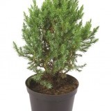 Можжевельник китайский Stricta Juniperus chinensis Stricta
