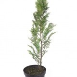 Кипарисовик Лавсона Chamaecyparis Lawsoniana