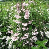 Дейция шершавая Deutzia scabra