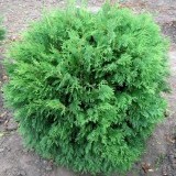 Туя  западная Thuja occidentalis Globosa