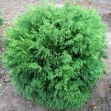 Туя  западная Thuja occidentalis Globosa