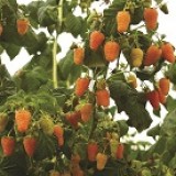 Малина ремонтантная Оранжевое чудо Rubus remontani 'Orange miracle'