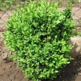 Самшит вечнозеленый  Buxus sempervirens