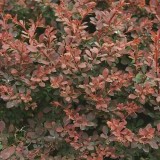 Барбарис Тунберга Berberis thunbergii 'Dart’s Purple'
