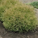 Туя западная Thuja occidentalis Mr. Bowling Ball