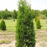 Туя западная  Thuja occidentalis Columna