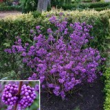 Красивоплодник Бодиньера Callicarpa bodinieri