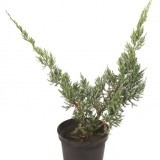 Можжевельник чешуйчатый Juniperus squamata Holger