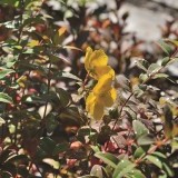 Зверобой Хукера Hypericum hookerianum 'Hidcote' Зверобой Хукера Hypericum hookerianum 'Hidcote'
