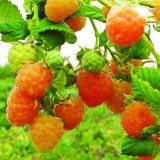 Малина ремонтантная Абрикосовая Rubus remontani 'Apricot'