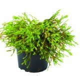 Туя восточная Thuja orientalis 'Golden Tuffet'