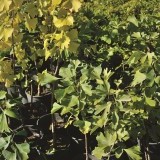Гинкго двулопастное Ginkgo biloba