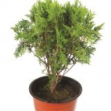 Туя западная Thuja occidentalis 'Woodwardii'
