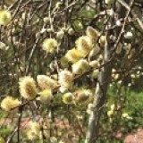 Ива козья Salix caprea'Kilmarnock'