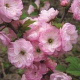 Вишня мелкопильчатая Prunus serrulata Kiku-shidake-zakura