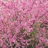 Миндаль трехлопастной Prunus triloba