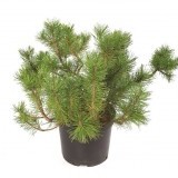 Сосна горная Pinus mugo Mughus