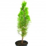 Туя западная Thuja occidentalis 'Smaragd'